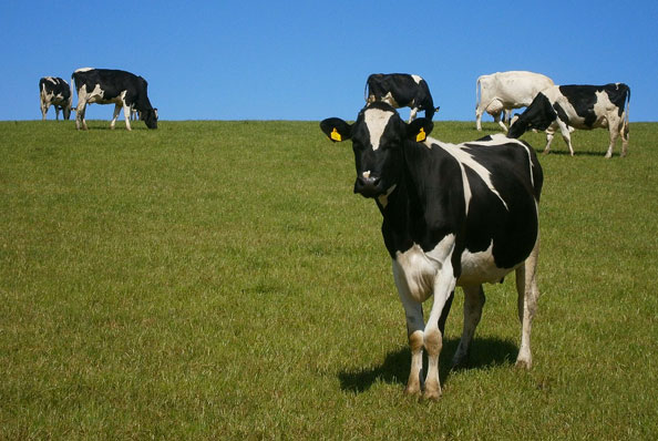 Vente de viande de boeuf de la ferme à Forcalquier au Domaine du Bas Chalus