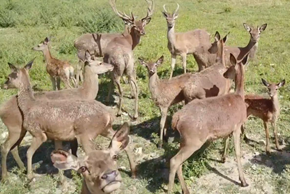 Vente de viande de cerf de la ferme à Forcalquier au Domaine du Bas Chalus