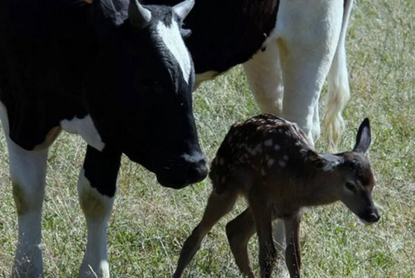 visite de la ferme à Forcalquier au Domaine du Bas Chalus