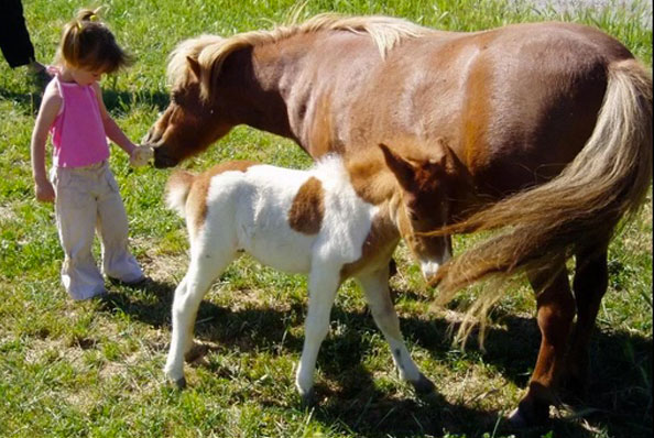 visite de la ferme à Forcalquier au Domaine du Bas Chalus