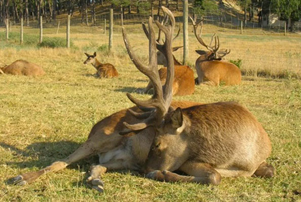 visite de la ferme à Forcalquier au Domaine du Bas Chalus