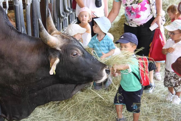 visite de la ferme à Forcalquier au Domaine du Bas Chalus