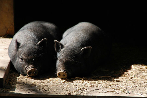 Vente de viande de porc de la ferme à Forcalquier au Domaine du Bas Chalus