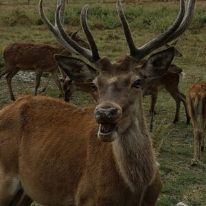 cerfs du domaine du bas chalus