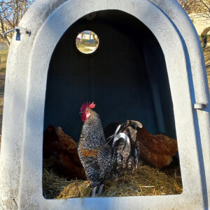 visite de la ferme à Forcalquier au Domaine du Bas Chalus