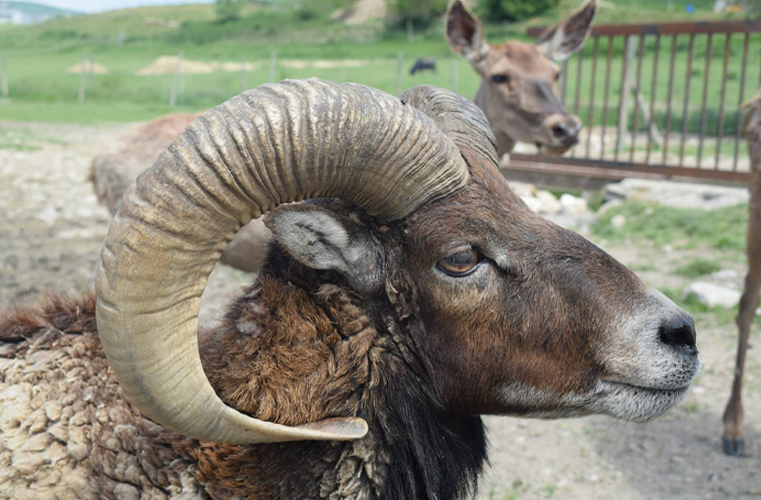 visite de la ferme à Forcalquier au Domaine du Bas Chalus