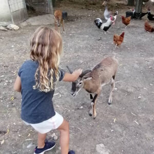 visite de la ferme à Forcalquier au Domaine du Bas Chalus