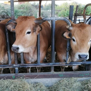 visite de la ferme à Forcalquier au Domaine du Bas Chalus